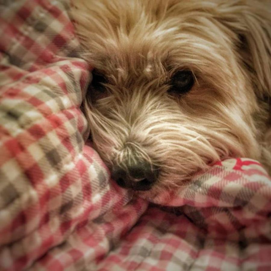 Dog Photograph - A Dog Is Snuggled Into A Quilt by Phunny Phace