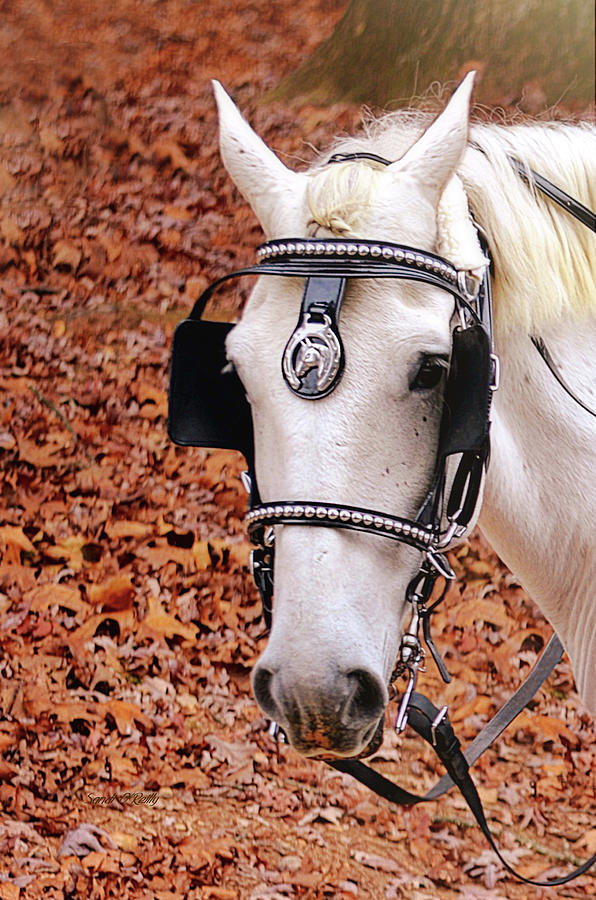 Sam, New York Carriage Horse Photograph by Sandi OReilly