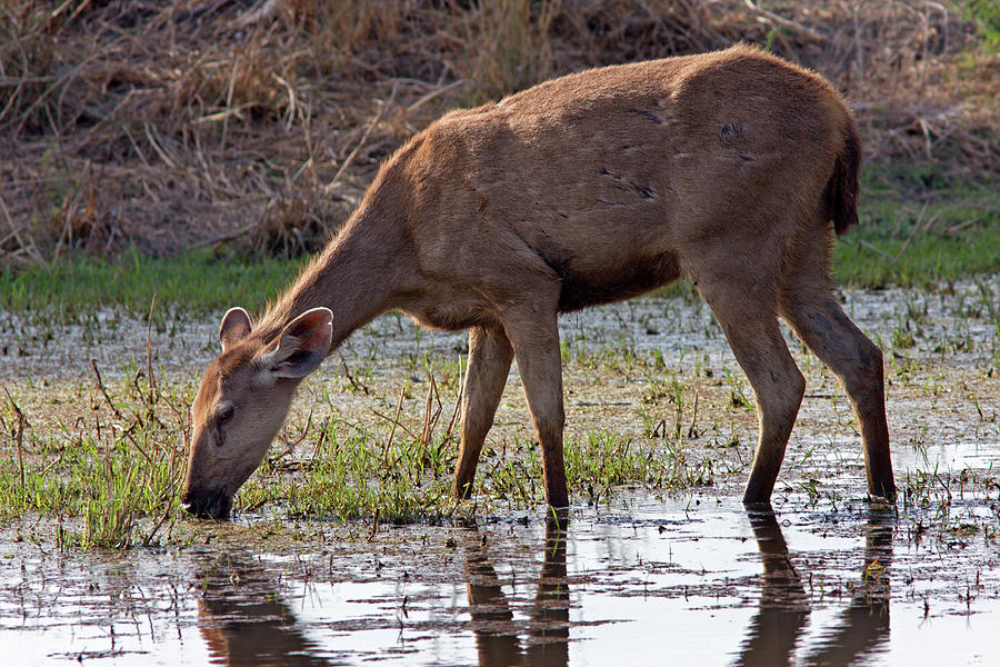 Sambar Deer Drinking In Keoladeo National Park Photograph