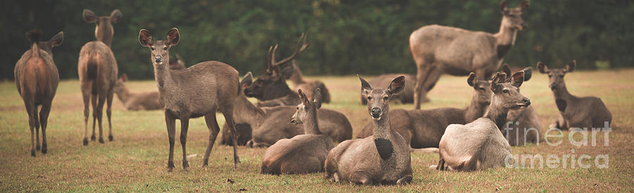 Sambar Deers. Panorama Photograph