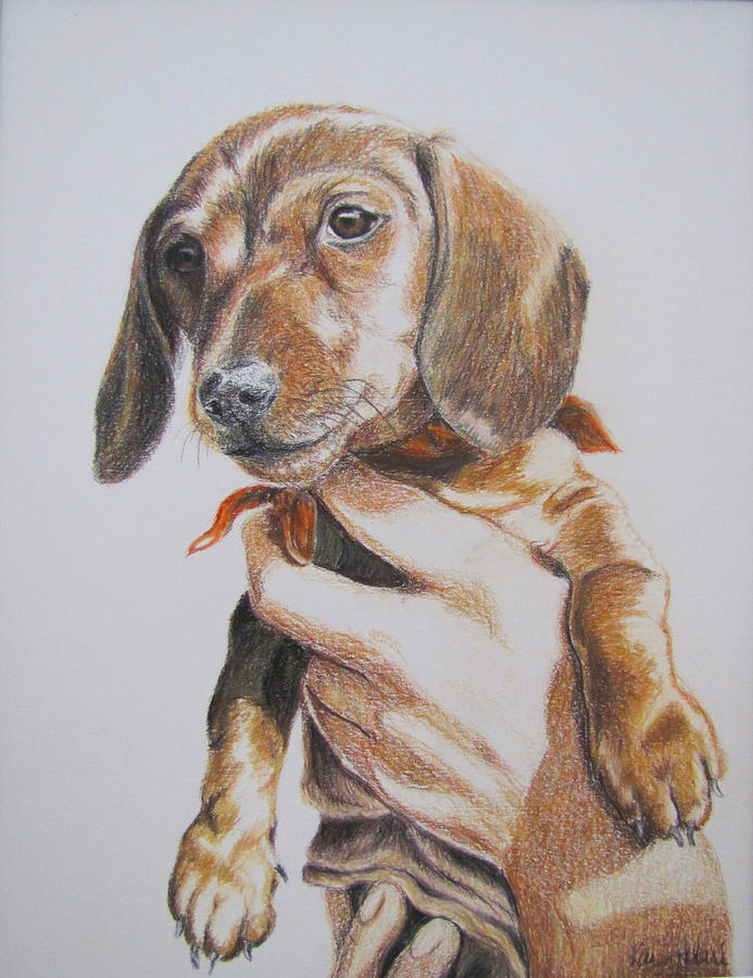 Sambo Drawing by Karen Ilari - Fine Art America