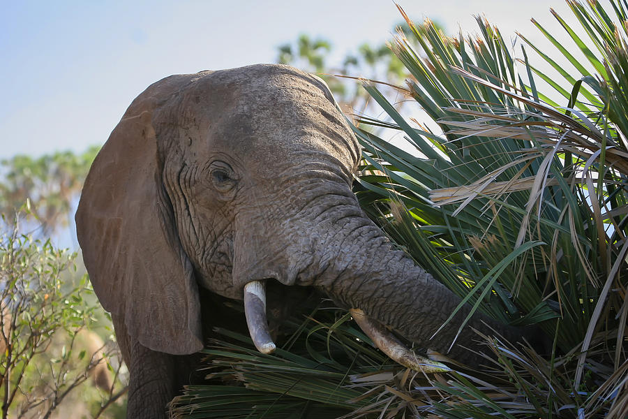 Samburu Elephant Photograph by Gary Hall