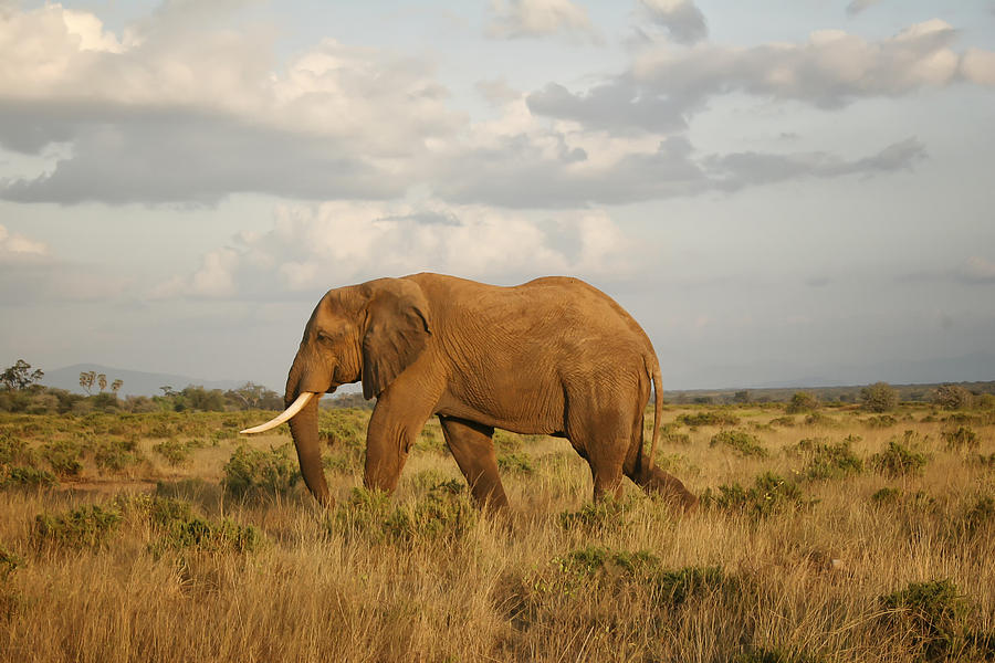 Samburu Giant Photograph by Gary Hall