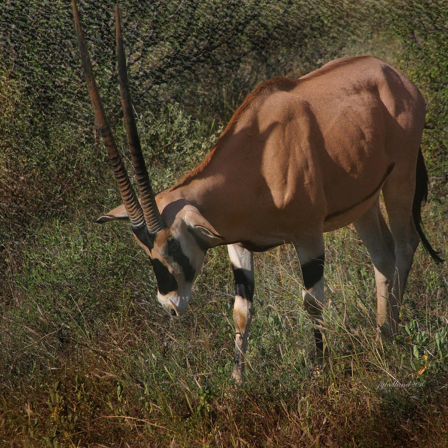 Samburu Oryx Photograph by Joseph G Holland