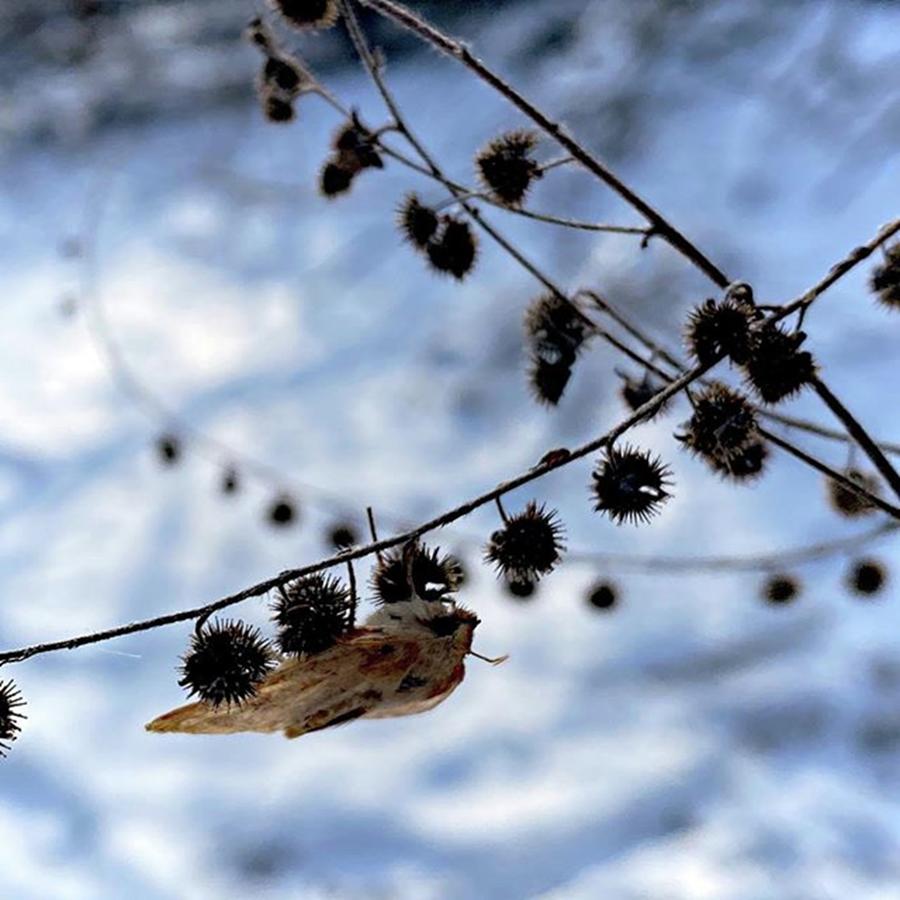 Moth Photograph - Same Trail, Next Afternoon. #moth #snow by Jori Reijonen