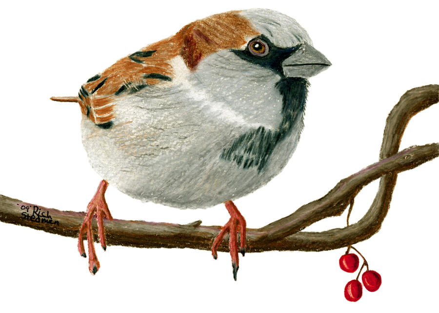 Sammy Sparrow Drawing by Richard Stedman