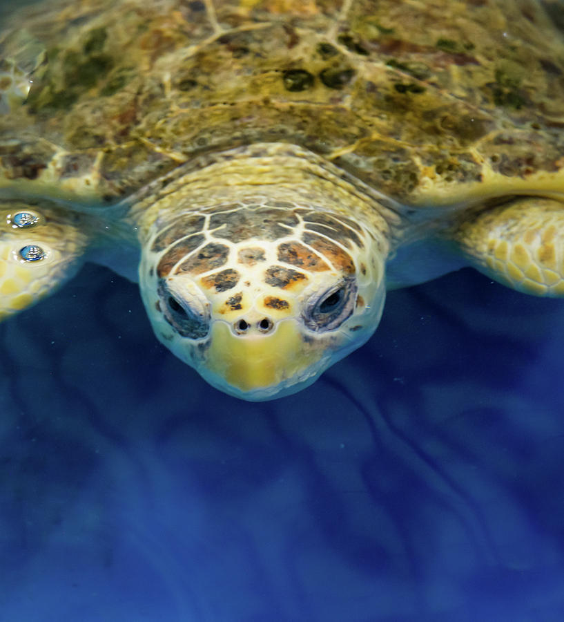 SAMMY the SEA TURTLE Photograph by Karen Wiles