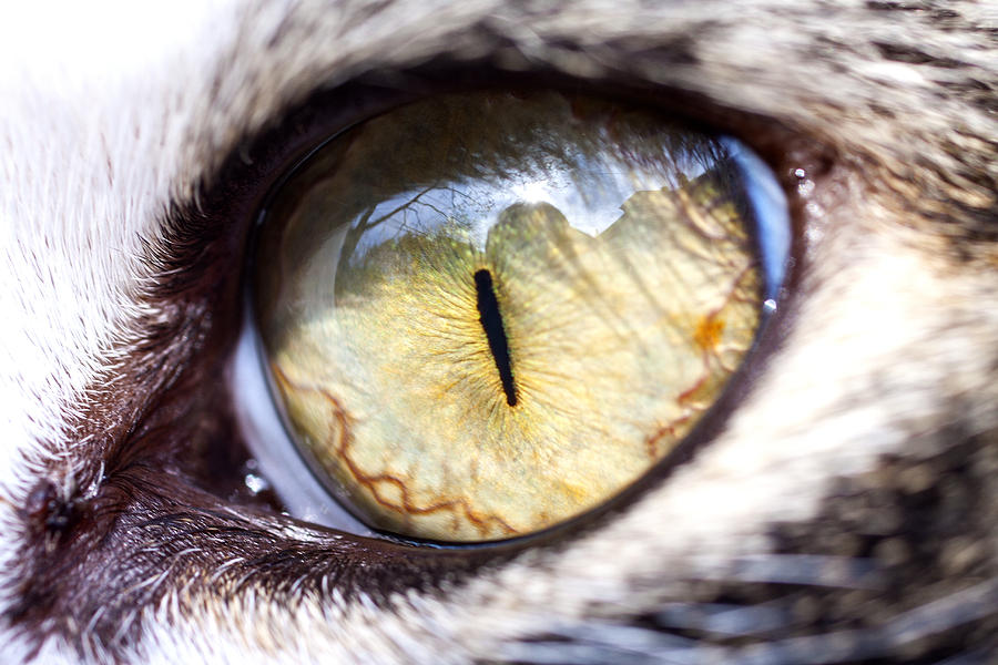 Cat Photograph - Sammys Eye by Claudius Cazan