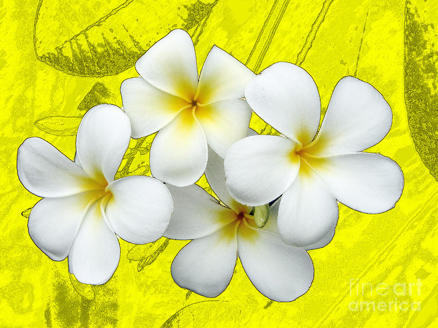 samoan flower