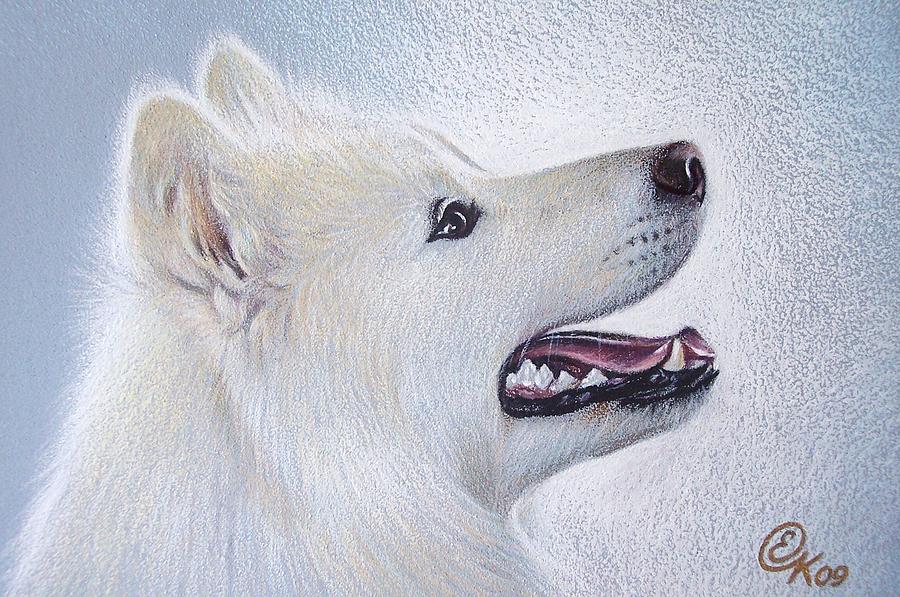 Dog Drawing - Samoyed by Elena Kolotusha