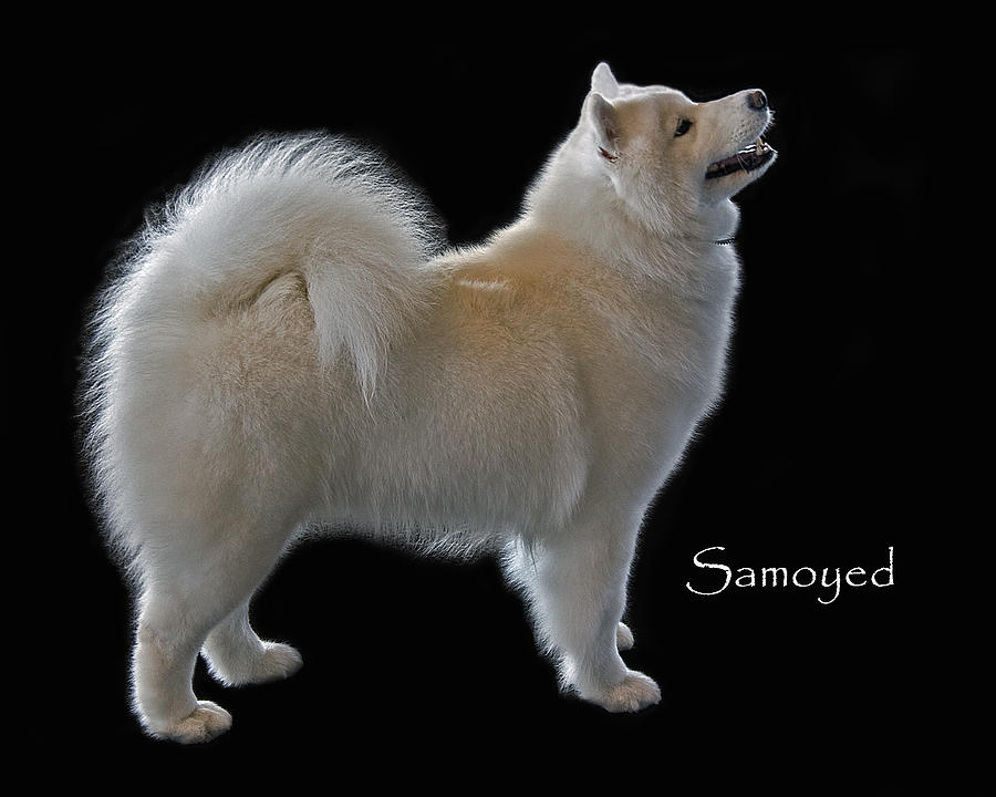 Samoyed Photograph by Larry Linton