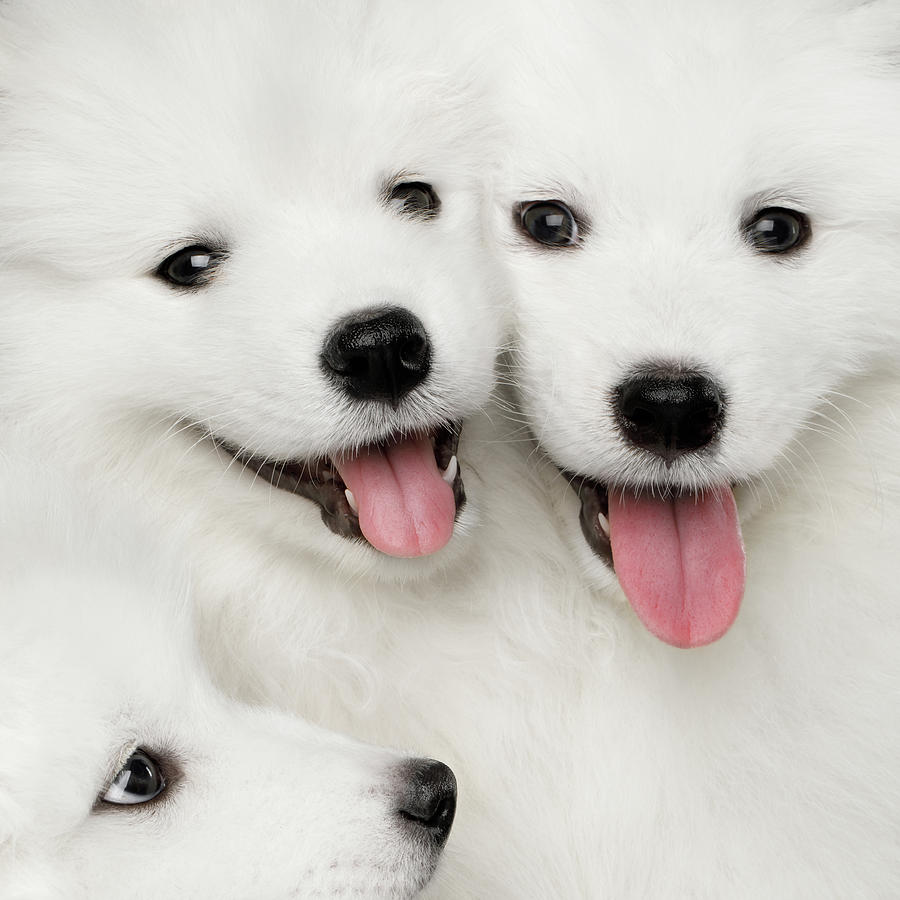 Samoyed Puppies Photograph by Sergey Taran