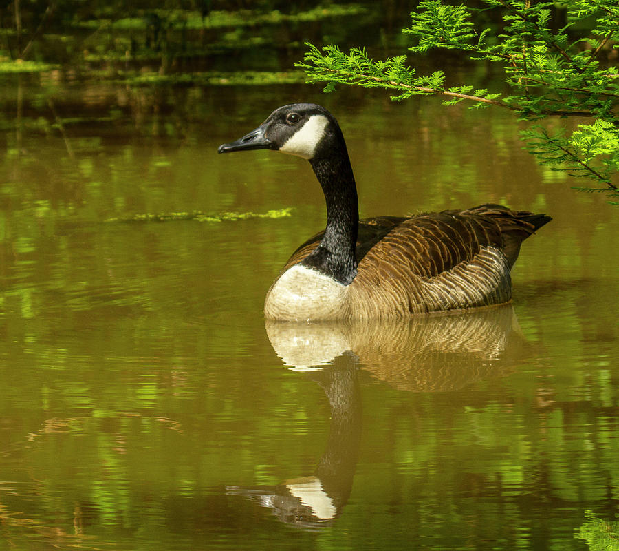 Sams goose Photograph by Jeff Kurtz