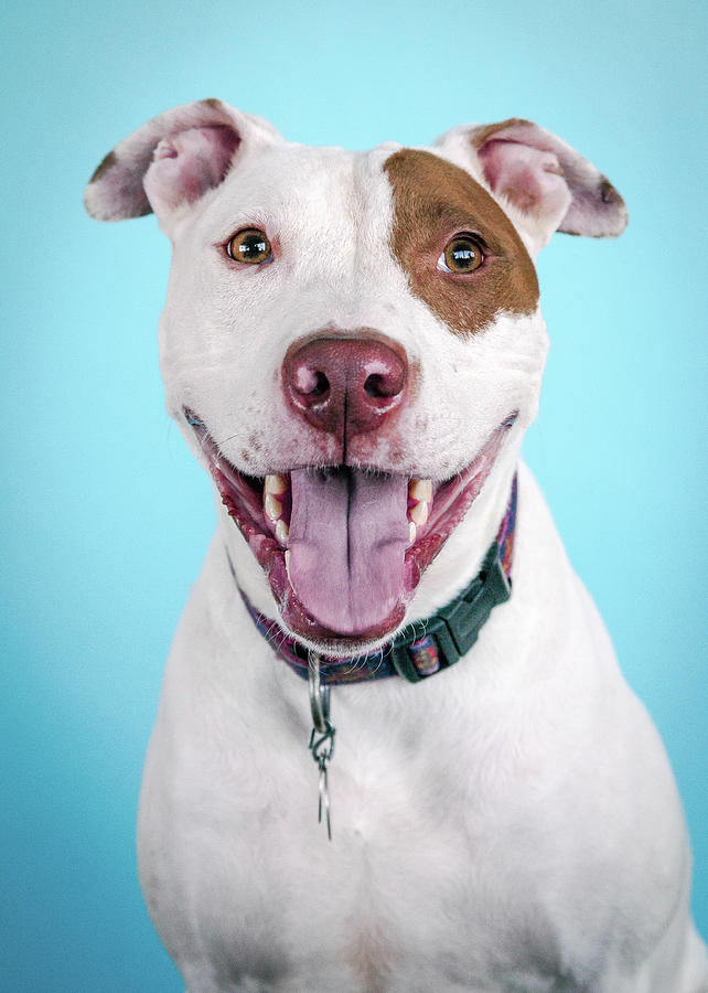 Samson Photograph by Pit Bull Headshots by Headshots Melrose - Fine Art ...