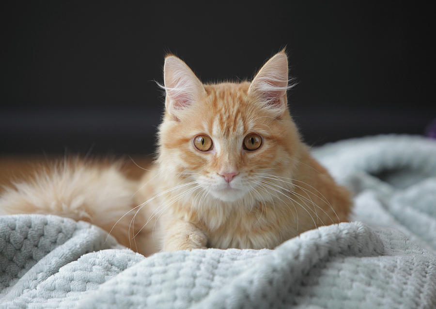 Kitten Photograph - Samson_Speaks kitten years by Ann Hoff Kitten Photograph - Samson_Speaks kitten years by Ann Hoff