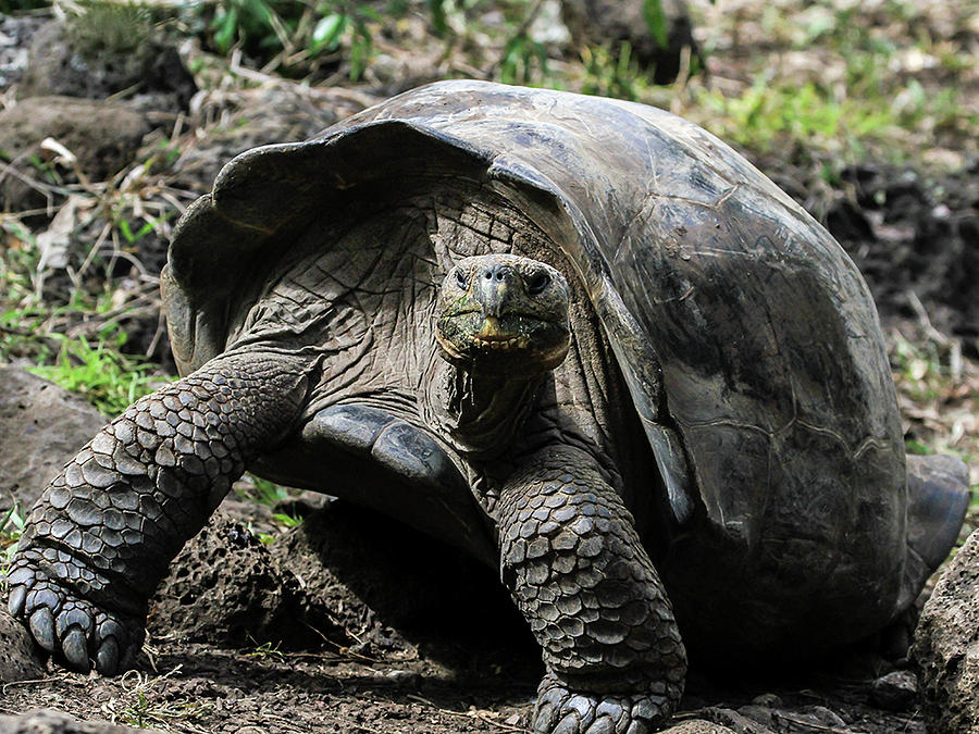 San Cristobal Giant Tortoise Photograph by Gary Hall