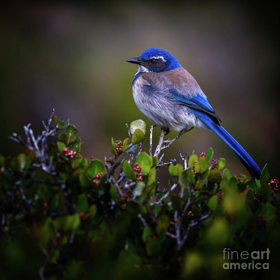San Diego Bluebird Photograph by Doug Sturgess