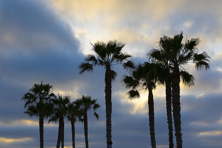 San Diego Palm Trees Photograph by Matt McDonald