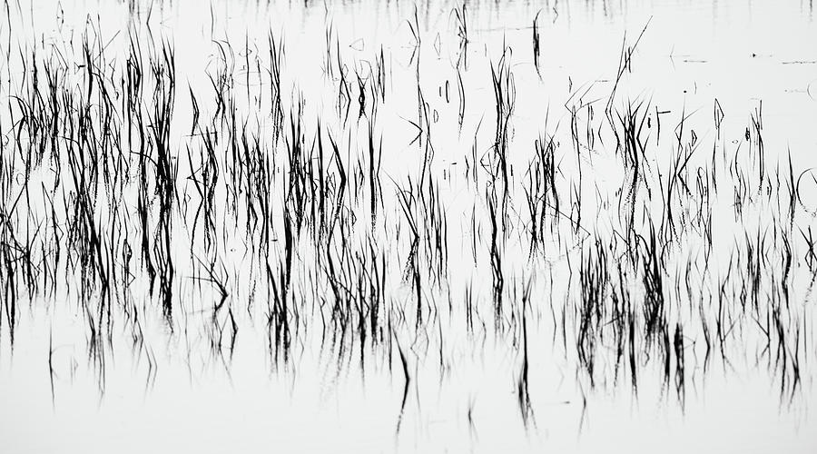 San Diego River Grass in Black and White Photograph by TM Schultze