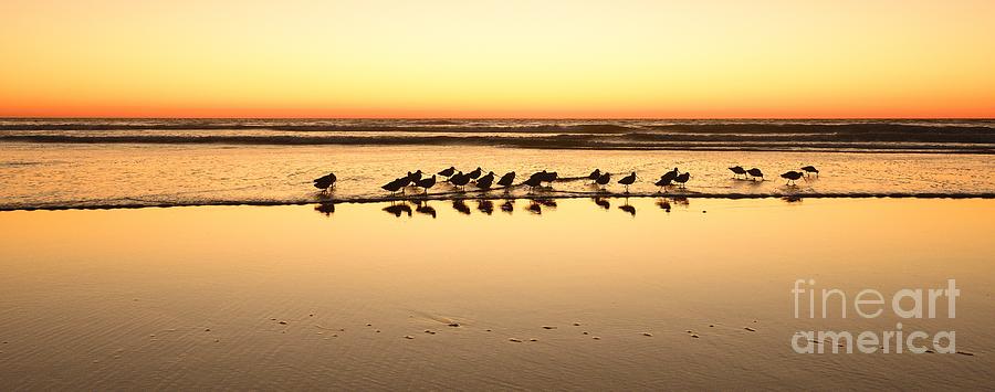 Shorebird Afterglow  Photograph by John F Tsumas