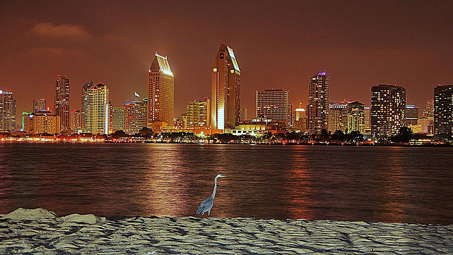 San Diego Photograph - San Diego Skyline with Blue Heron by Matt Helm