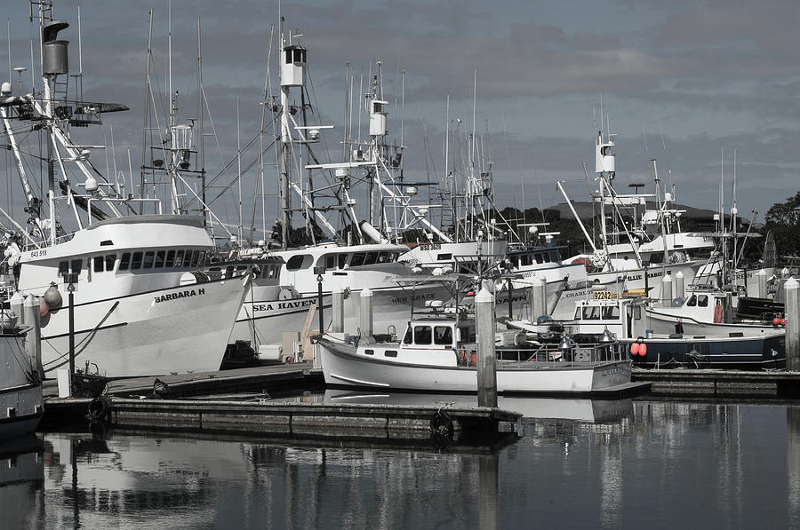 San Diego Tuna Fleet Photograph by William Kimble