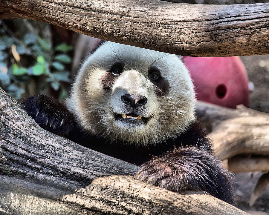 San Diego Zoo California Giant Panda Photograph by TN Fairey - Pixels