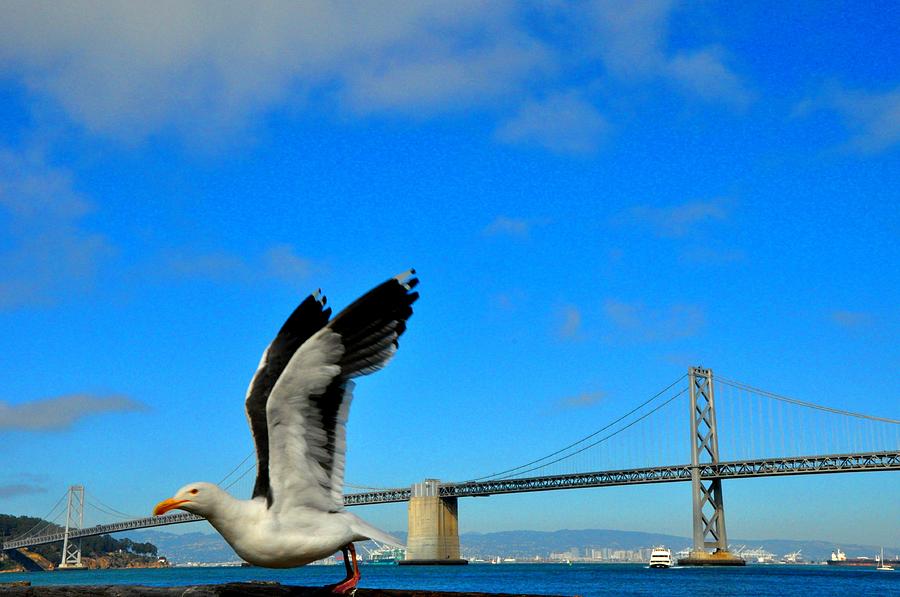 San Francisco Bay Bridge Photograph by Andrew Dinh
