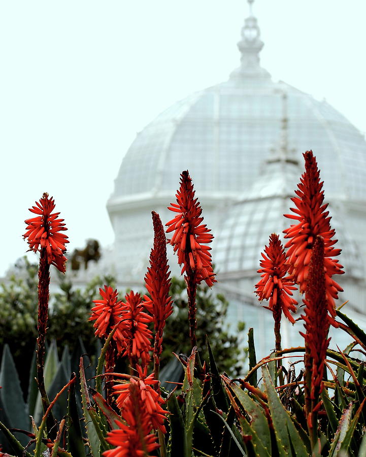 San Francisco Conservatory of Flowers in Golden Gate Park . 7D5799 Photograph by Wingsdomain Art and Photography