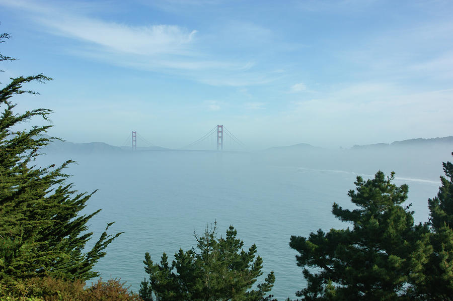 San Francisco Fog - Golden Gate Bridge Framed by Treetops Painting by Georgia Mizuleva