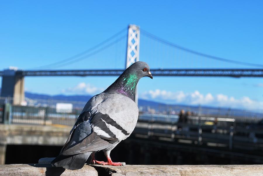 City Photograph - San Francisco - Oakland Bay Bridge - Pigeon View by Matt Quest