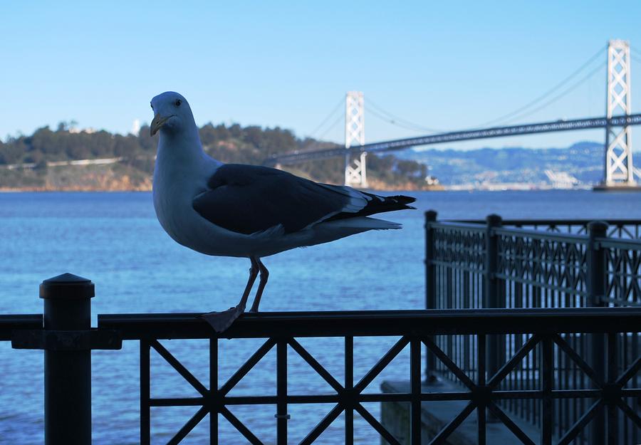City Photograph - San Francisco - Oakland Bay Bridge - Seagull View by Matt Quest