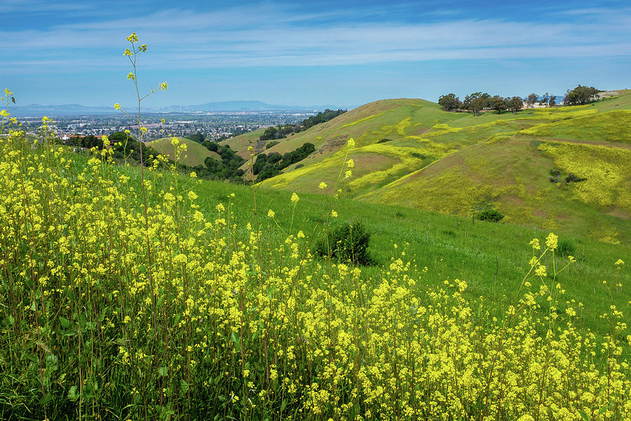 Springtime San Francisco View Garin Regional Park Hayward California ...