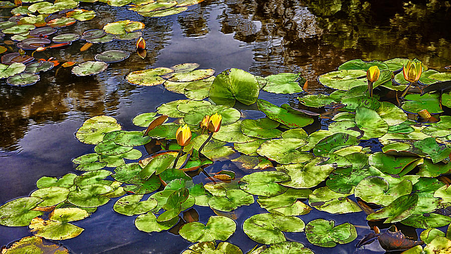San Francisco Waterlilies by Beth Akerman San Francisco Waterlilies by Beth Akerman