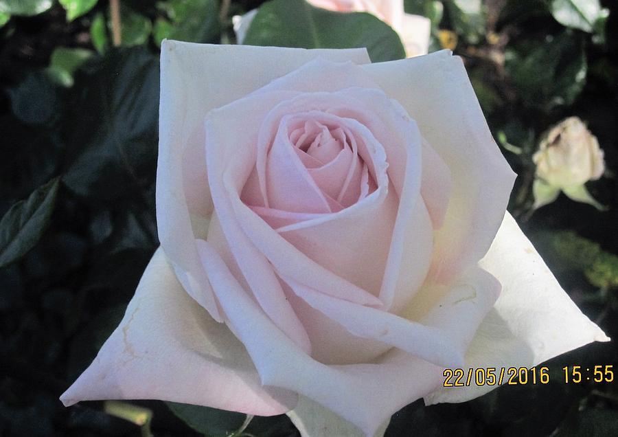 Pink Roses Drawing - San Jose Rose Garden by Paul Meinerth