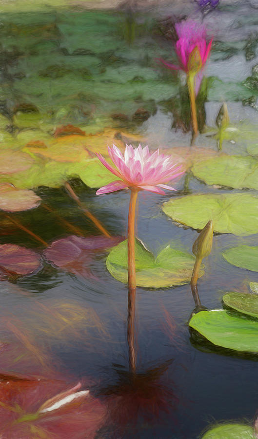 San Juan Capistrano Water Lilies Photograph by Michael Hope