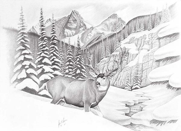 Mule Deer Drawing - San Juan Muley by John Senior
