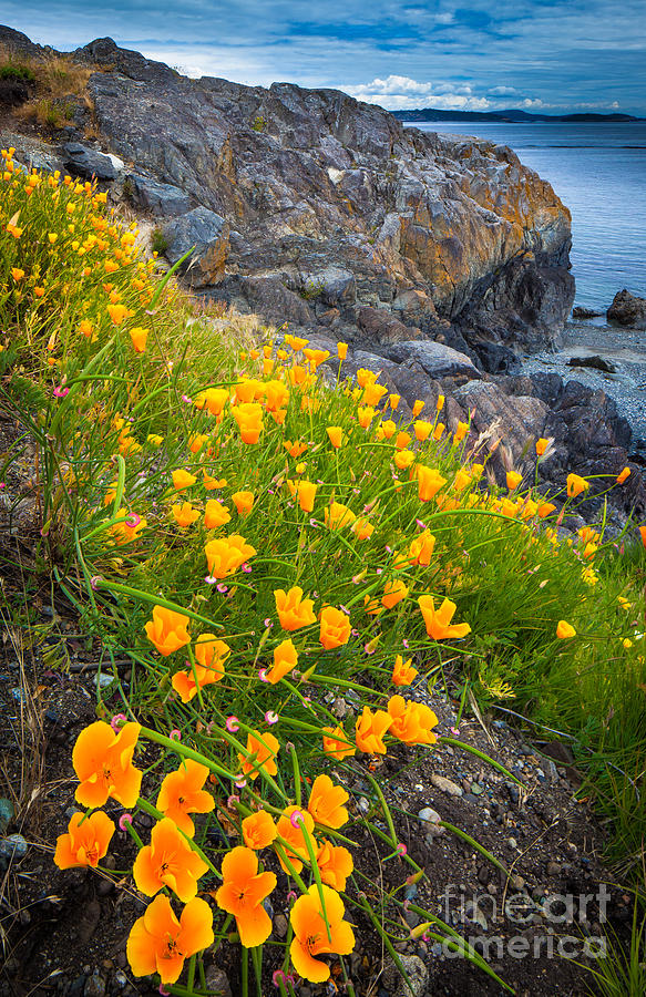 San Juan Poppies Photograph by Inge Johnsson