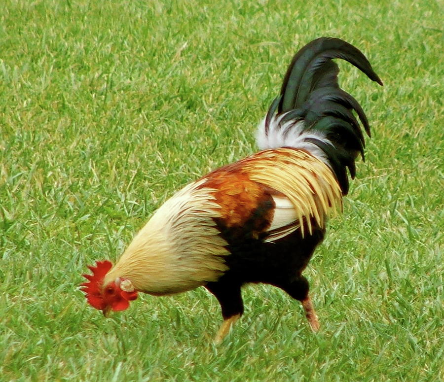 San Juan Rooster Photograph by Shannon Grissom