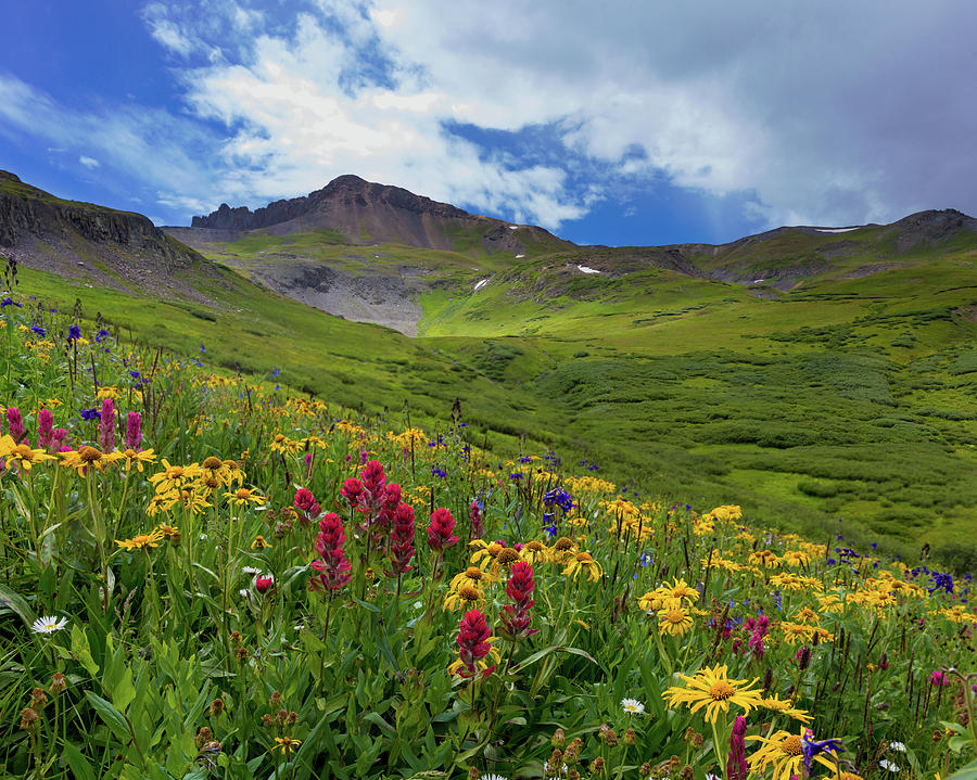 San Juan Wildflowers Photograph by Bridget Calip - Fine Art America