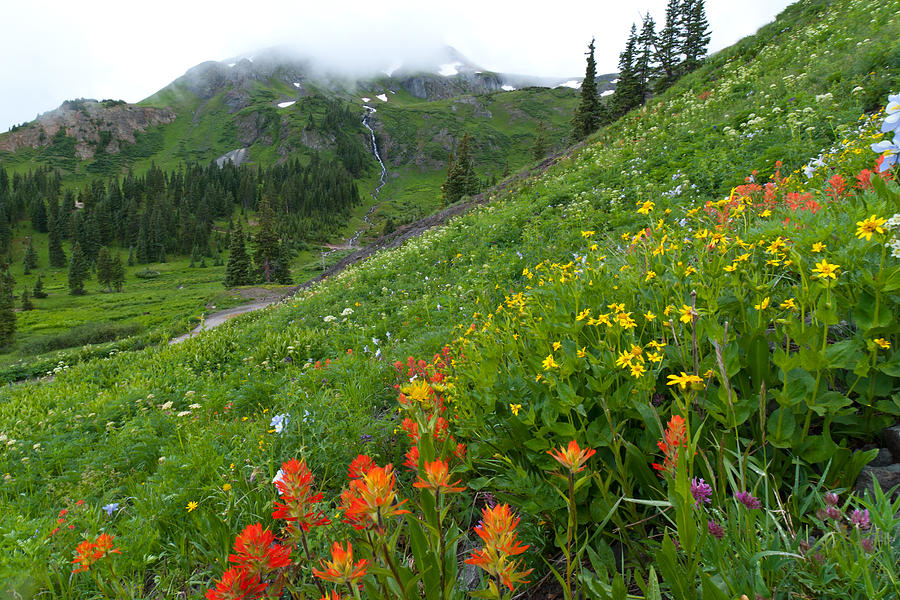 San Juans Wildflowers and Mountains Photograph by Cascade Colors