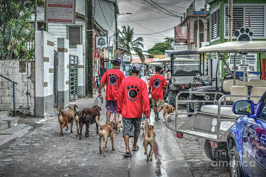 San Pedro Belize Dog Walkers Photograph by David Zanzinger