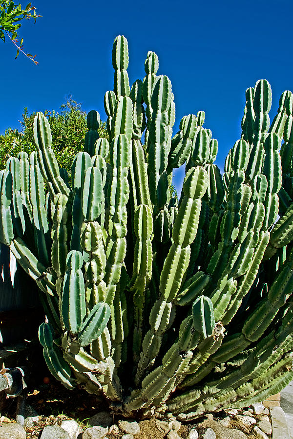 San Pedro Cactus at Pilgrim Place in Claremont-California   Photograph by Ruth Hager
