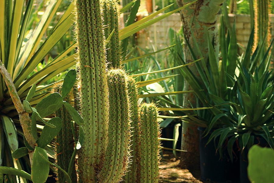 San Pedro Cactus Photograph by Colleen Cornelius