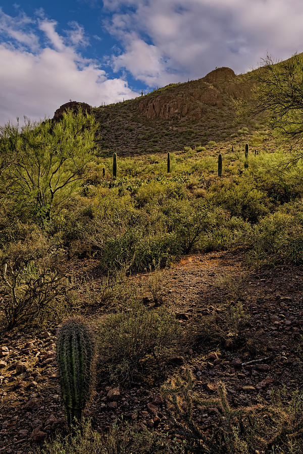 Tucson Photograph - Sanctuary Cove v25 by Mark Myhaver