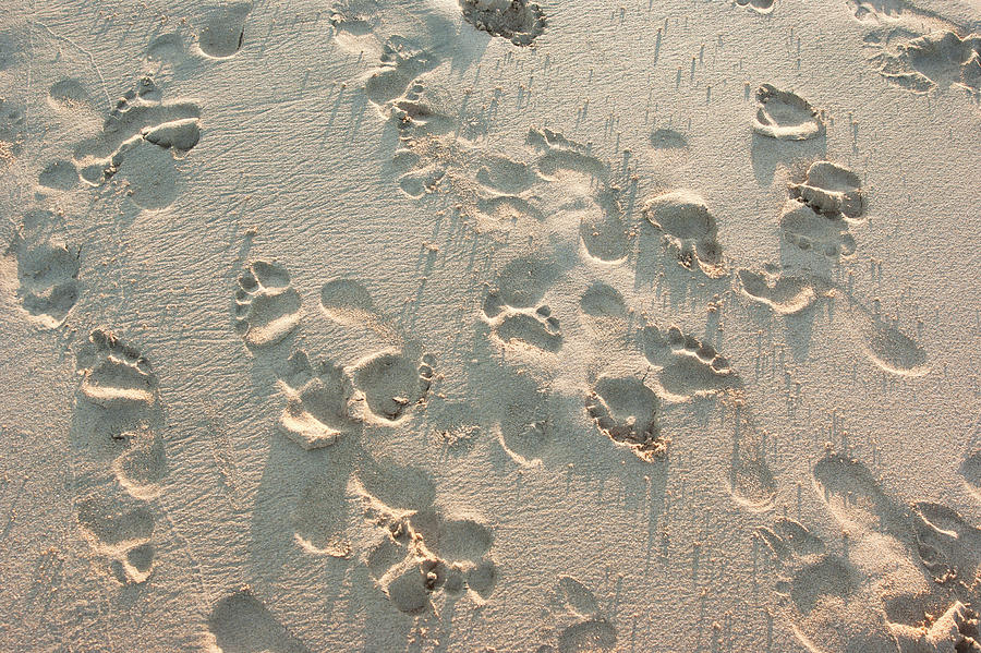 Sand and footprints  Photograph by Anna Kluba