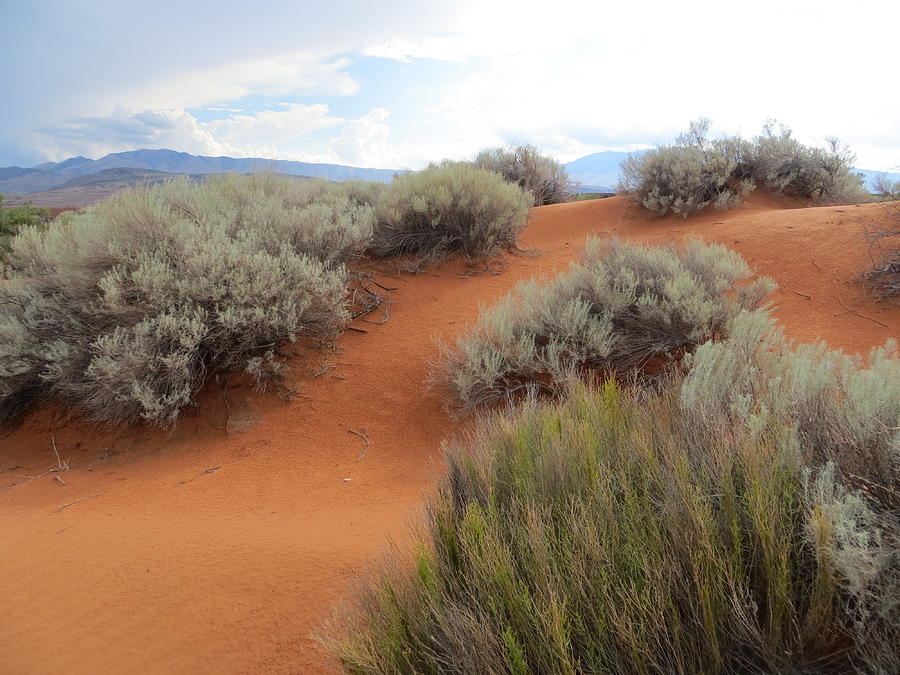 Sand and Sagebrush Photograph by Patricia Haynes