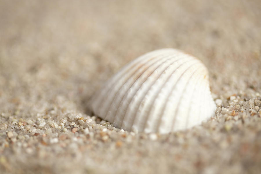 Sand And Shell Photograph