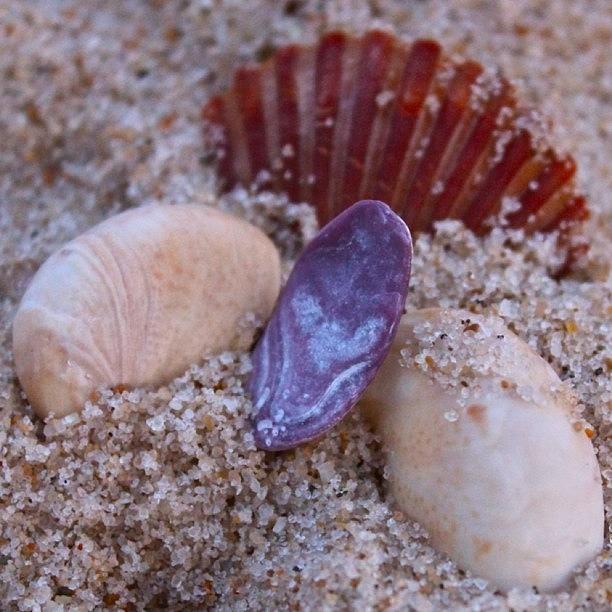 Shell Photograph - Sand and Shells by Justin Connor