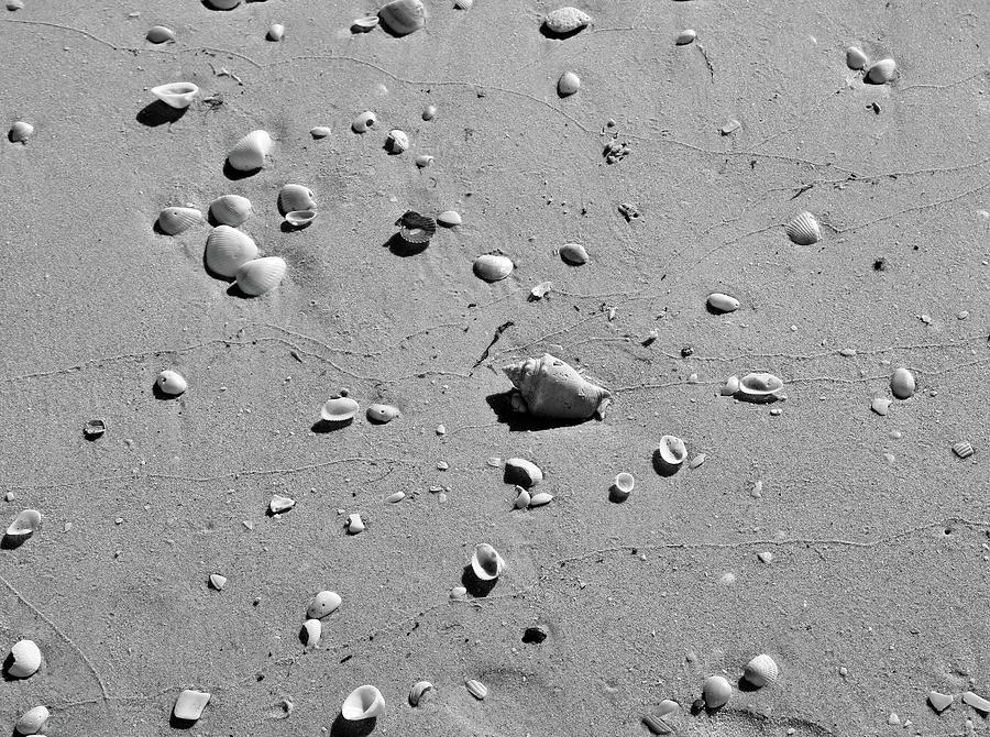 Sand and Shells Photograph by Robert Wilder Jr